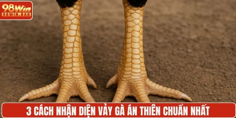3 cách nhận diện vảy gà án thiên chuẩn nhất