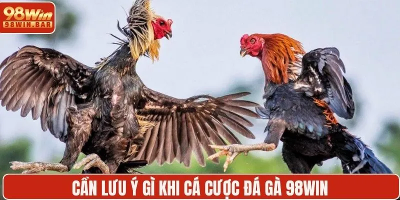 Cần lưu ý gì khi cá cược đá gà 98WIN?