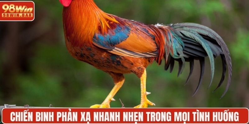 Chiến binh phản xạ nhanh nhẹn trong mọi tình huống