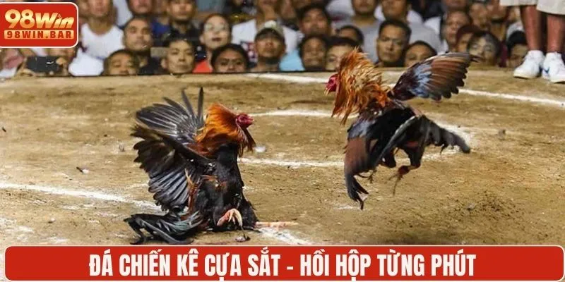 Đá chiến kê cựa sắt - Hồi hộp từng phút