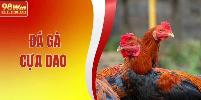 Đá Gà Cựa Dao - Đặc Trưng Thi Đấu Và Cách Cược Hiệu Quả