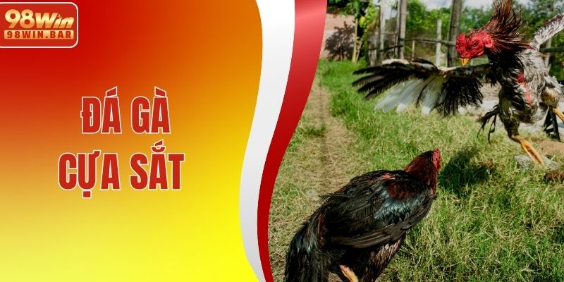 Đá Gà Cựa Sắt - Hướng Dẫn Chi Tiết Kèm Bí Kíp Thắng Lớn