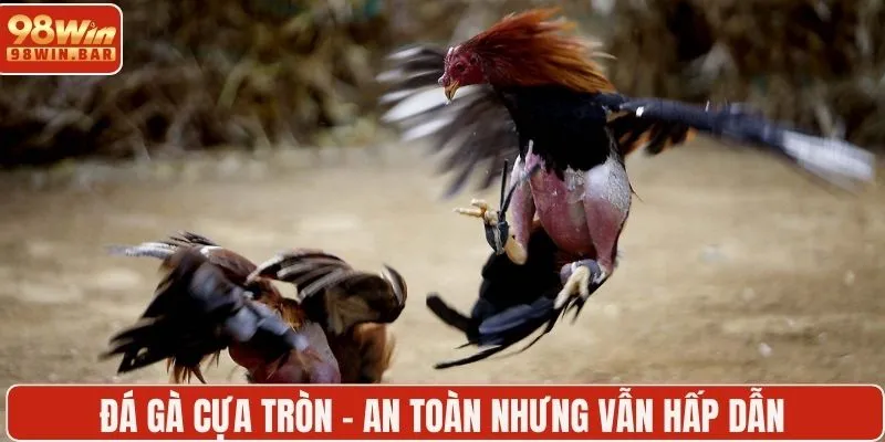 Đá gà cựa tròn - An toàn nhưng vẫn hấp dẫn
