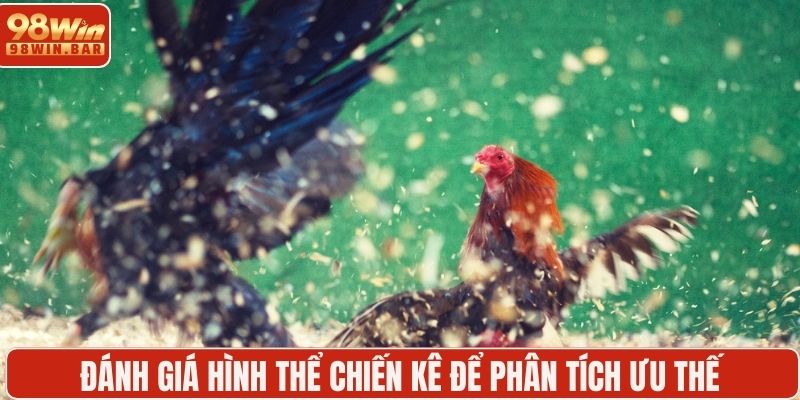 Đánh giá hình thể chiến kê để phân tích ưu thế