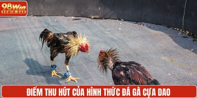 Điểm thu hút của hình thức đá gà cựa dao
