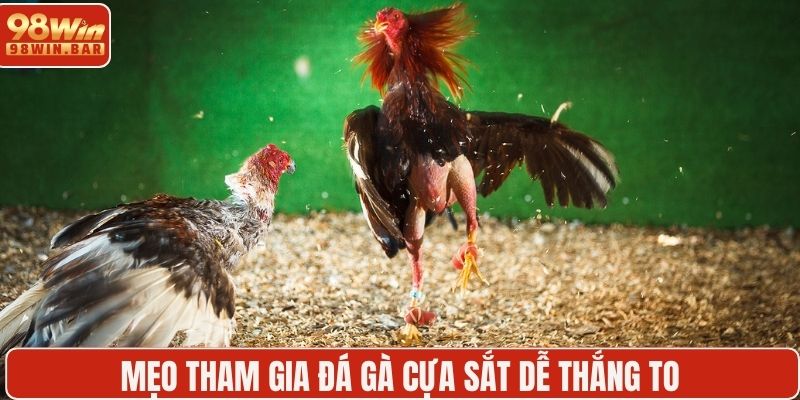 Mẹo tham gia đá gà cựa sắt dễ thắng to
