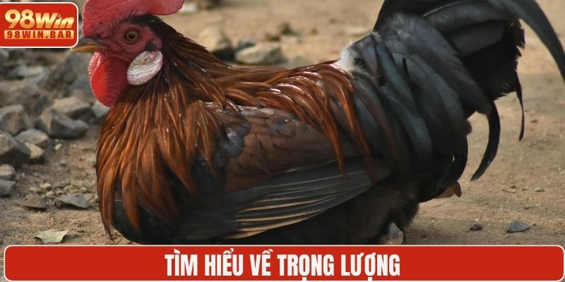 Tìm hiểu về trọng lượng