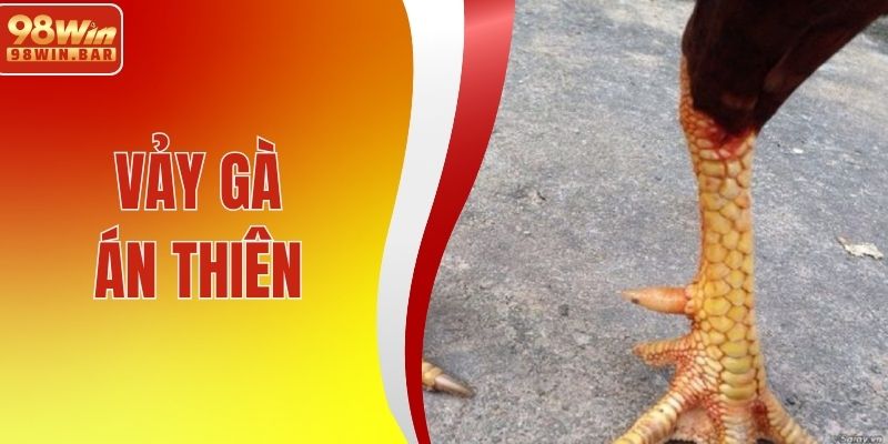 Vảy Gà Án Thiên Là Gì? Hướng Dẫn Cách Nhận Diện Chuẩn Nhất